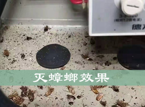 珠海殺蟑螂